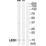 Western blot - LAMC3 Antibody from Signalway Antibody (34280) - Antibodies.com