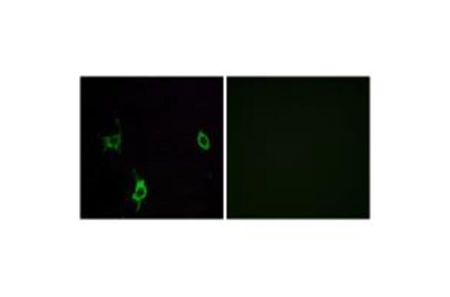 Immunofluorescence - LAMC3 Antibody from Signalway Antibody (34280) - Antibodies.com