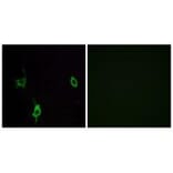 Immunofluorescence - LAMC3 Antibody from Signalway Antibody (34280) - Antibodies.com