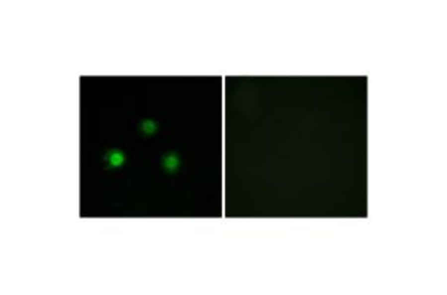 Immunofluorescence - MSH2 Antibody from Signalway Antibody (34289) - Antibodies.com