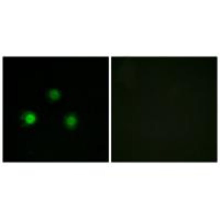 Immunofluorescence - MSH2 Antibody from Signalway Antibody (34289) - Antibodies.com
