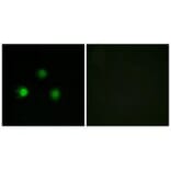 Immunofluorescence - MSH2 Antibody from Signalway Antibody (34289) - Antibodies.com