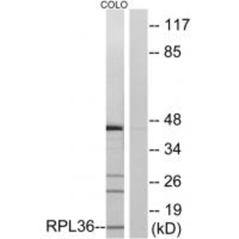 Western blot - RPL36 Antibody from Signalway Antibody (34358) - Antibodies.com