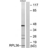 Western blot - RPL36 Antibody from Signalway Antibody (34358) - Antibodies.com