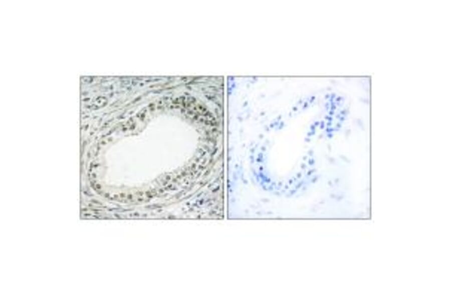 Immunohistochemistry - RPL36 Antibody from Signalway Antibody (34358) - Antibodies.com