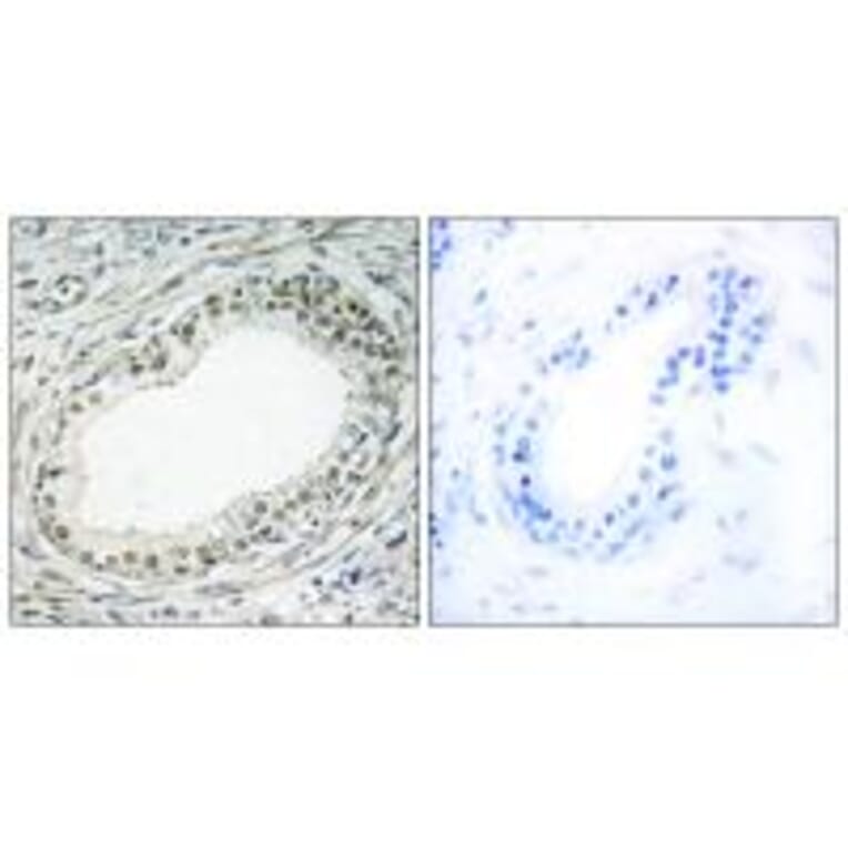 Immunohistochemistry - RPL36 Antibody from Signalway Antibody (34358) - Antibodies.com