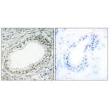 Immunohistochemistry - RPL36 Antibody from Signalway Antibody (34358) - Antibodies.com