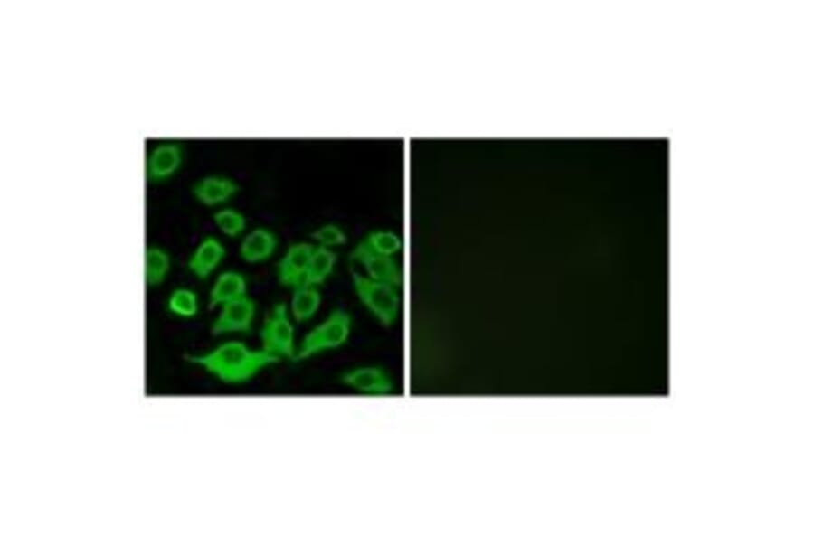 Immunofluorescence - RPL36 Antibody from Signalway Antibody (34358) - Antibodies.com