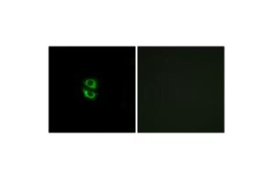 Immunofluorescence - RPL39 Antibody from Signalway Antibody (34359) - Antibodies.com