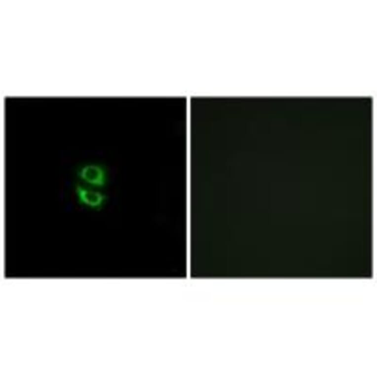 Immunofluorescence - RPL39 Antibody from Signalway Antibody (34359) - Antibodies.com