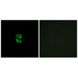 Immunofluorescence - RPL39 Antibody from Signalway Antibody (34359) - Antibodies.com