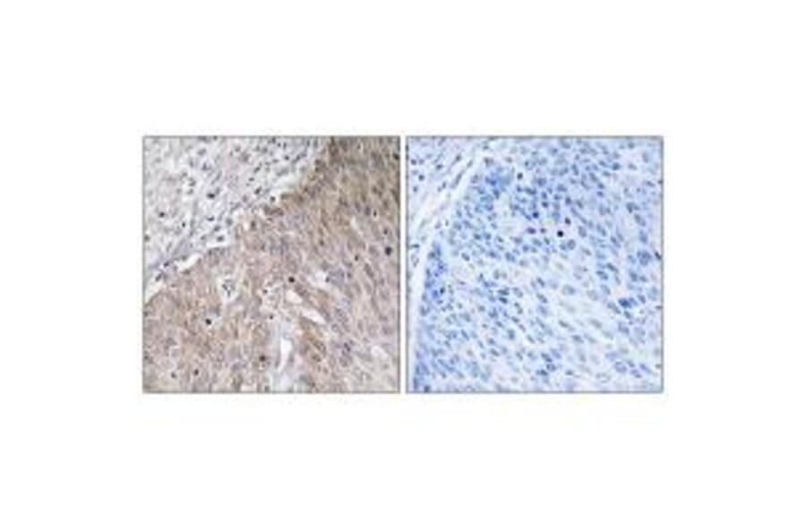 Immunohistochemistry - APOL2 Antibody from Signalway Antibody (34432) - Antibodies.com