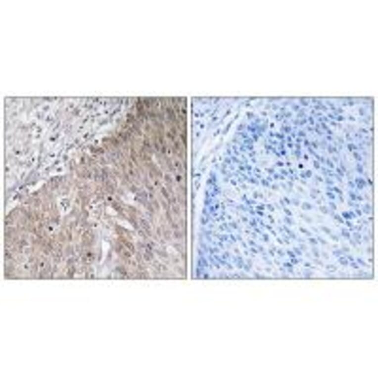 Immunohistochemistry - APOL2 Antibody from Signalway Antibody (34432) - Antibodies.com