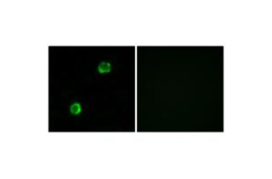 Immunofluorescence - APOL2 Antibody from Signalway Antibody (34432) - Antibodies.com