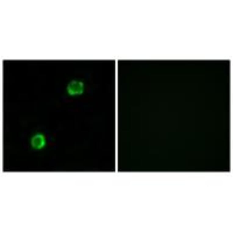 Immunofluorescence - APOL2 Antibody from Signalway Antibody (34432) - Antibodies.com