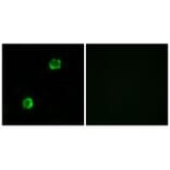 Immunofluorescence - APOL2 Antibody from Signalway Antibody (34432) - Antibodies.com