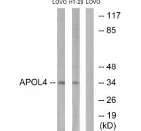 Western blot - APOL4 Antibody from Signalway Antibody (34433) - Antibodies.com