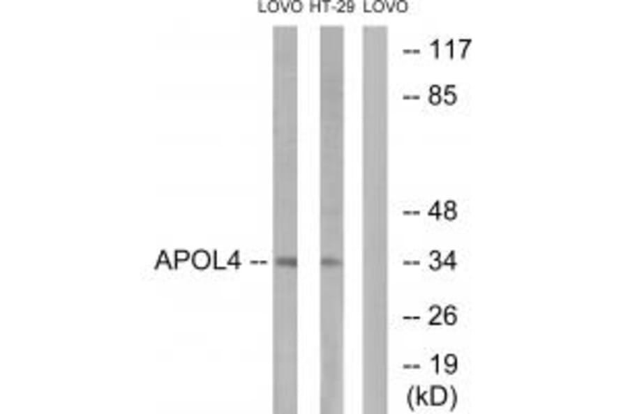 Western blot - APOL4 Antibody from Signalway Antibody (34433) - Antibodies.com