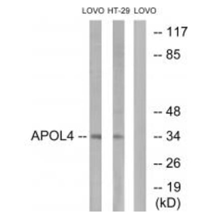 Western blot - APOL4 Antibody from Signalway Antibody (34433) - Antibodies.com