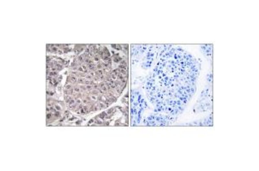 Immunohistochemistry - APOL4 Antibody from Signalway Antibody (34433) - Antibodies.com