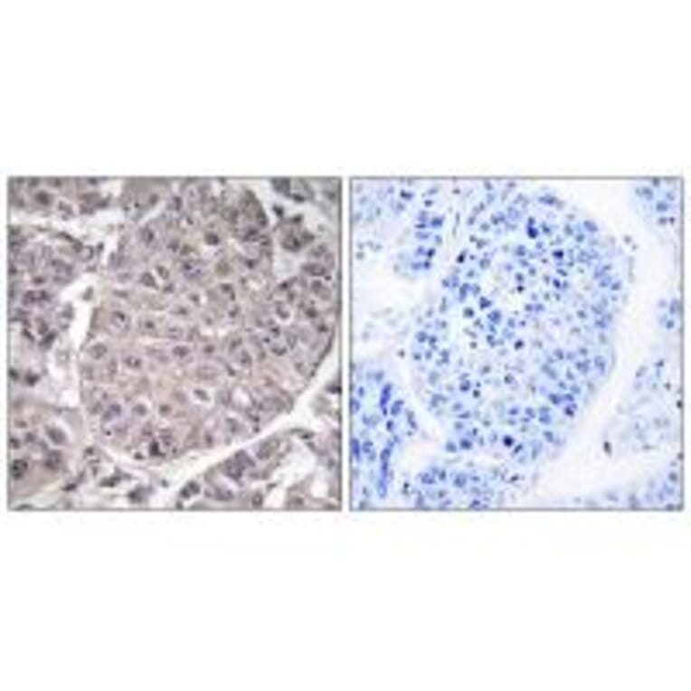 Immunohistochemistry - APOL4 Antibody from Signalway Antibody (34433) - Antibodies.com