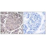 Immunohistochemistry - APOL4 Antibody from Signalway Antibody (34433) - Antibodies.com