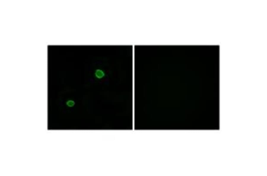 Immunofluorescence - APOL4 Antibody from Signalway Antibody (34433) - Antibodies.com