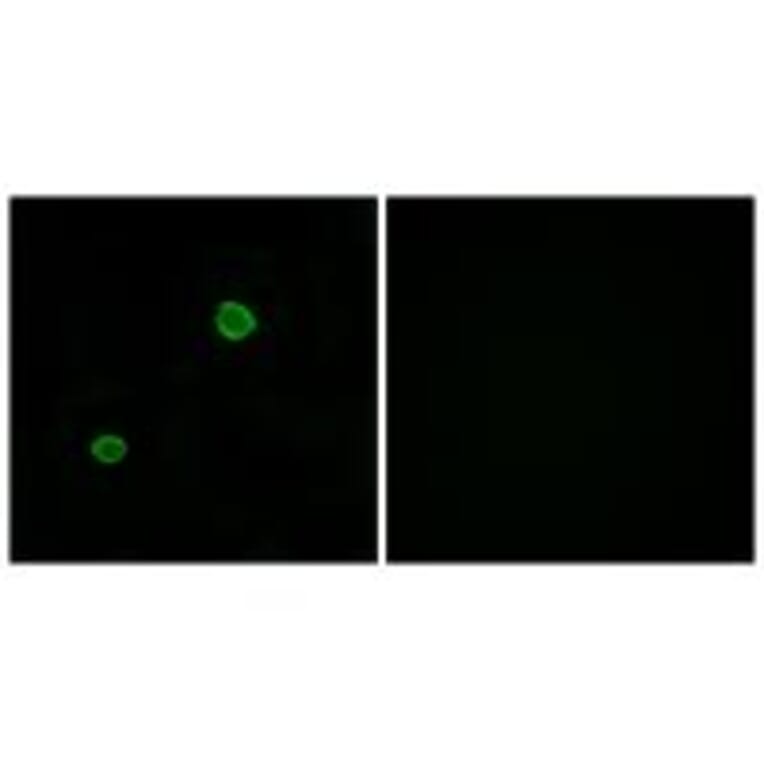 Immunofluorescence - APOL4 Antibody from Signalway Antibody (34433) - Antibodies.com