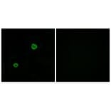 Immunofluorescence - APOL4 Antibody from Signalway Antibody (34433) - Antibodies.com