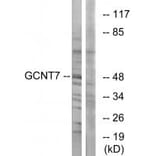 Western blot - GCNT7 Antibody from Signalway Antibody (34485) - Antibodies.com