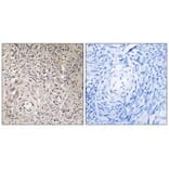 Immunohistochemistry - GCNT7 Antibody from Signalway Antibody (34485) - Antibodies.com