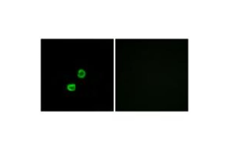 Immunofluorescence - GCNT7 Antibody from Signalway Antibody (34485) - Antibodies.com
