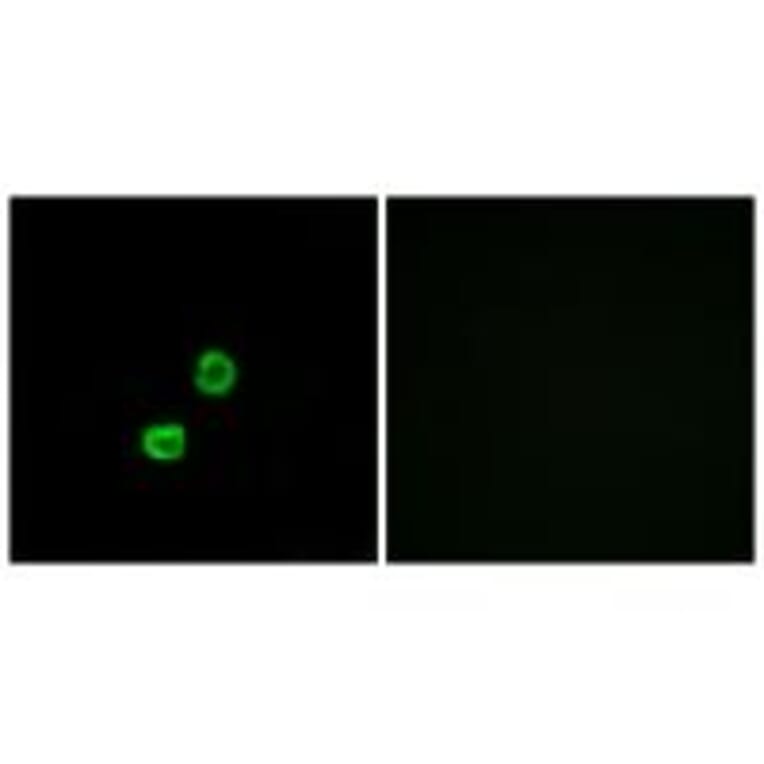 Immunofluorescence - GCNT7 Antibody from Signalway Antibody (34485) - Antibodies.com