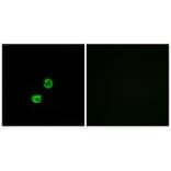 Immunofluorescence - GCNT7 Antibody from Signalway Antibody (34485) - Antibodies.com