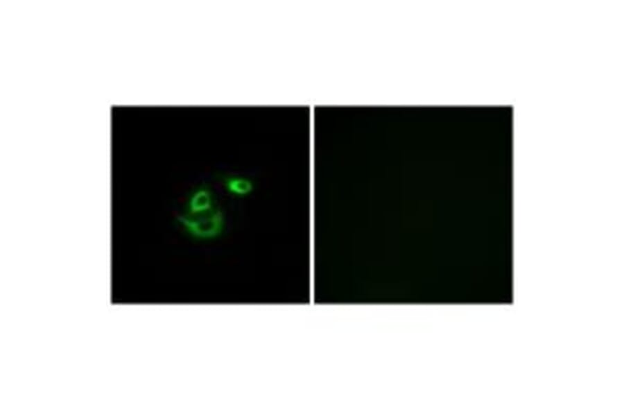 Immunofluorescence - CLCC1 Antibody from Signalway Antibody (34578) - Antibodies.com