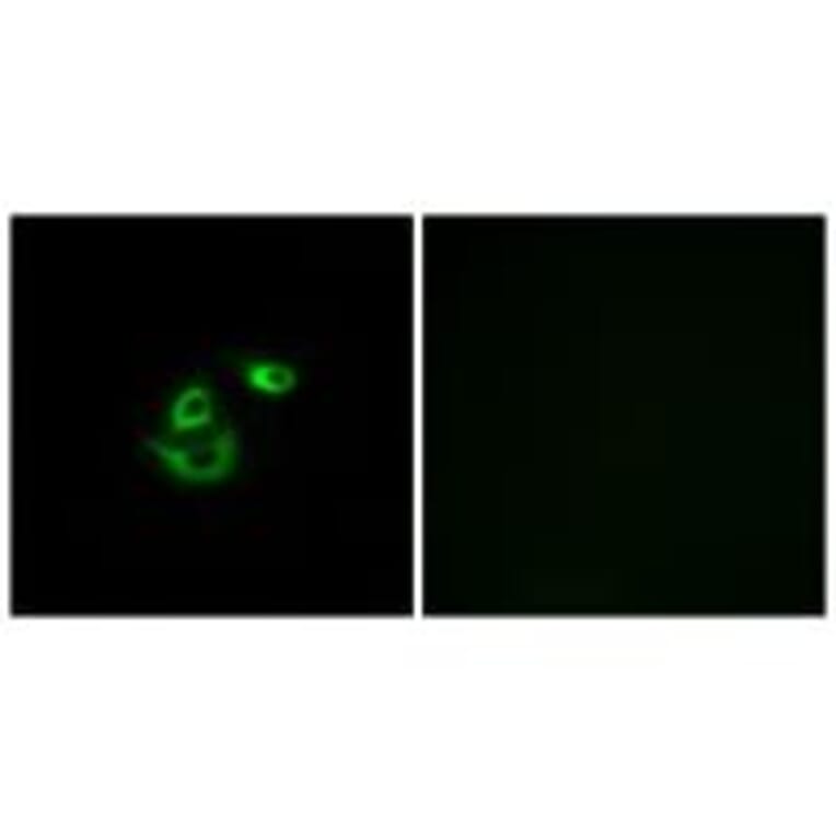 Immunofluorescence - CLCC1 Antibody from Signalway Antibody (34578) - Antibodies.com