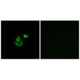 Immunofluorescence - CLCC1 Antibody from Signalway Antibody (34578) - Antibodies.com