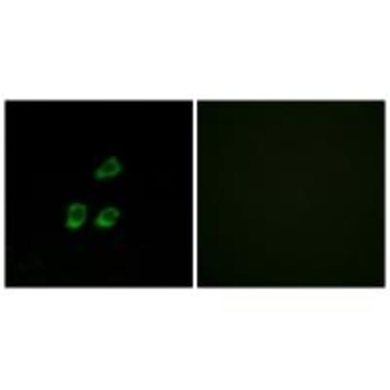 Immunofluorescence - CLCN4 Antibody from Signalway Antibody (34579) - Antibodies.com