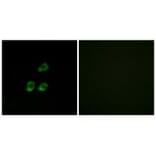 Immunofluorescence - CLCN4 Antibody from Signalway Antibody (34579) - Antibodies.com