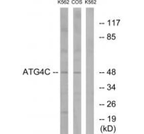 Western blot - ATG4C Antibody from Signalway Antibody (34632) - Antibodies.com