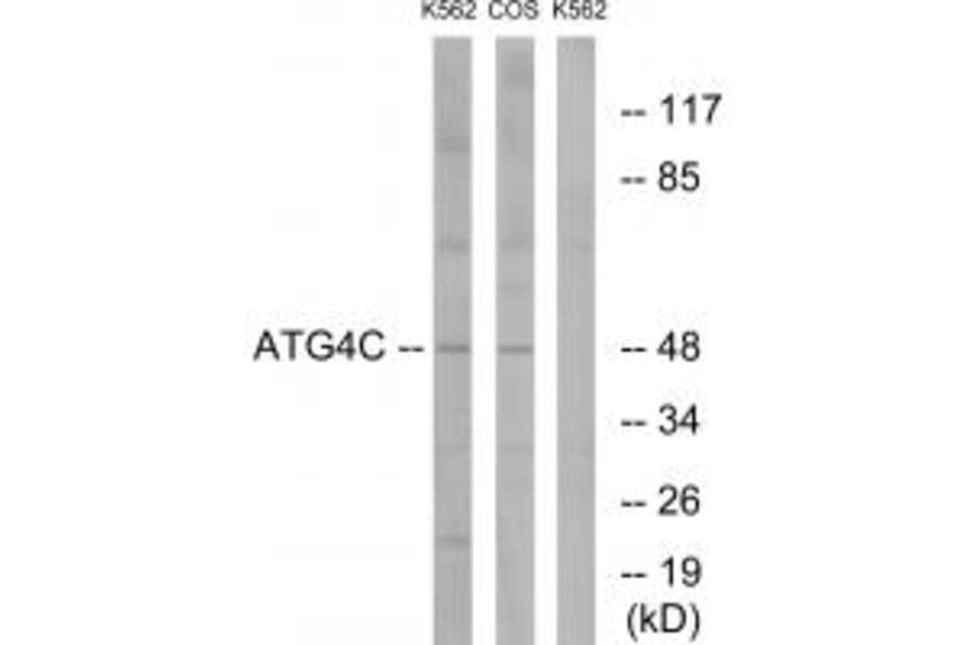 Western blot - ATG4C Antibody from Signalway Antibody (34632) - Antibodies.com