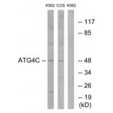 Western blot - ATG4C Antibody from Signalway Antibody (34632) - Antibodies.com