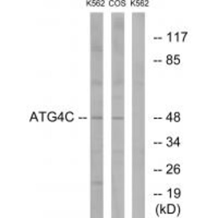 Western blot - ATG4C Antibody from Signalway Antibody (34632) - Antibodies.com