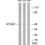 Western blot - ATG4C Antibody from Signalway Antibody (34632) - Antibodies.com