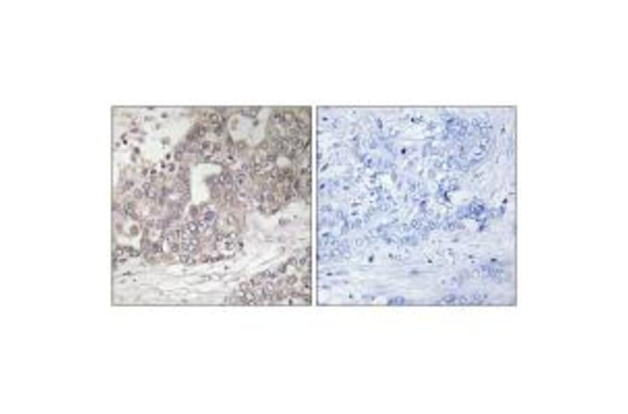 Immunohistochemistry - ATG4C Antibody from Signalway Antibody (34632) - Antibodies.com