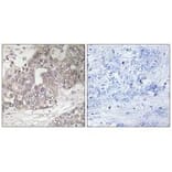 Immunohistochemistry - ATG4C Antibody from Signalway Antibody (34632) - Antibodies.com