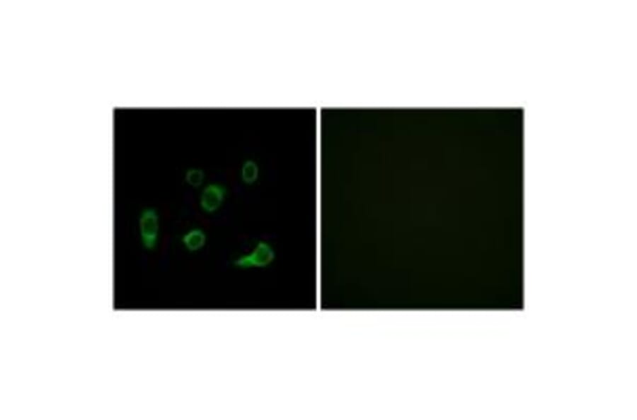 Immunofluorescence - ATG4C Antibody from Signalway Antibody (34632) - Antibodies.com