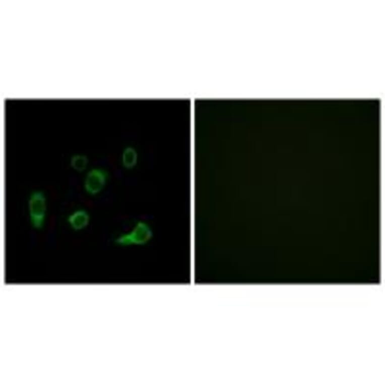 Immunofluorescence - ATG4C Antibody from Signalway Antibody (34632) - Antibodies.com