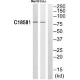 Western blot - NEK5 Antibody from Signalway Antibody (35021) - Antibodies.com