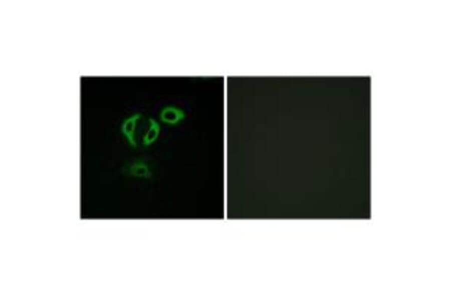 Immunofluorescence - TACC3 Antibody from Signalway Antibody (35171) - Antibodies.com